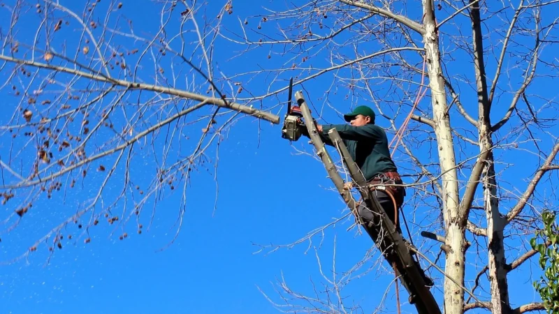Kompleksowa pielęgnacja zieleni: wycinka drzew, arborystyka i ekspertyzy dendrologiczne